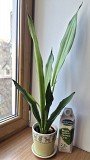 Сансевьерия Муншайн высокое светлое растение 80см Алматы