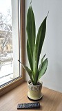 Сансевьерия Муншайн высокое светлое растение 80см Алматы
