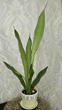 Сансевьерия Муншайн высокое светлое растение 80см Алматы