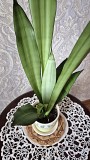 Сансевьерия Муншайн высокое светлое растение 80см Алматы