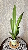 Сансевьерия Муншайн высокое светлое растение 80см Алматы