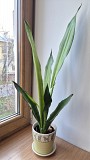 Сансевьерия Муншайн высокое светлое растение 80см Алматы