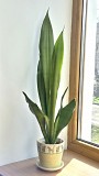Сансевьерия Муншайн высокое светлое растение 80см Алматы