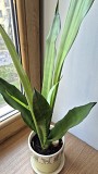 Сансевьерия Муншайн высокое светлое растение 80см Алматы