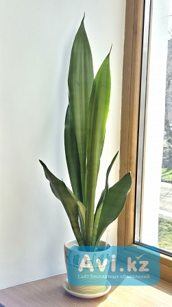 Сансевьерия Муншайн высокое светлое растение 80см Алматы - изображение 1