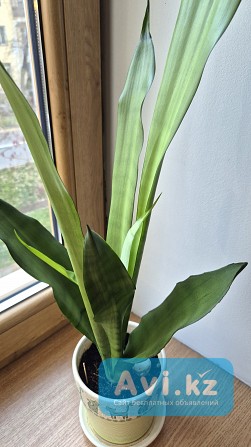Сансевьерия Муншайн высокое светлое растение 80см Алматы - изображение 1