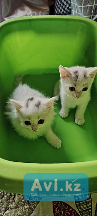Белый вислоухий котенок Петропавловск - изображение 1
