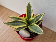 Сансевиерия Голден ханни яркий миниатюрный сорт Алматы