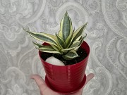 Сансевиерия Крео Голден ханни яркий миниатюрный сорт Алматы