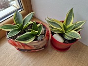 Сансевиерия Крео Голден ханни яркий миниатюрный сорт Алматы