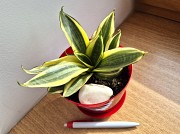 Сансевиерия Голден ханни яркий миниатюрный сорт Алматы