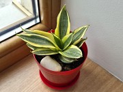 Сансевиерия Крео Голден ханни яркий миниатюрный сорт Алматы