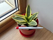 Сансевиерия Крео Голден ханни яркий миниатюрный сорт Алматы