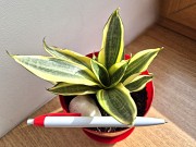 Сансевиерия Голден ханни яркий миниатюрный сорт Алматы