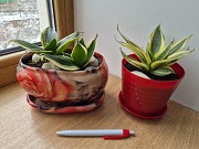 Сансевиерия Крео Голден ханни яркий миниатюрный сорт Алматы