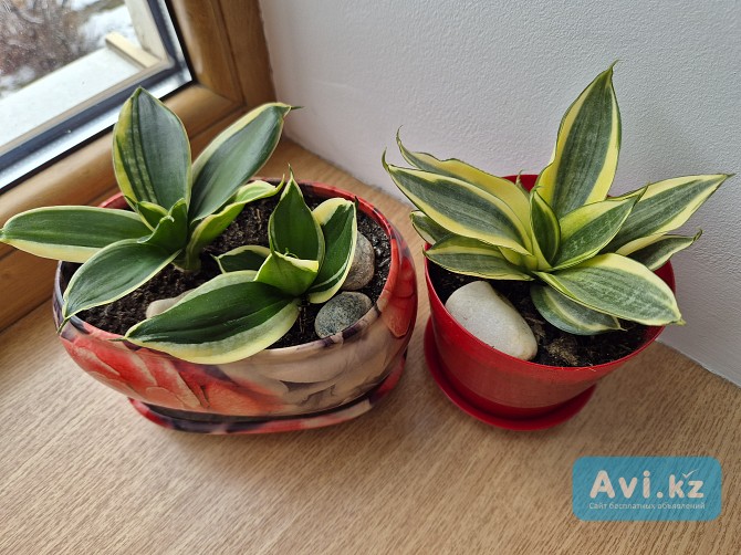 Сансевиерия Крео Голден ханни яркий миниатюрный сорт Алматы - изображение 1