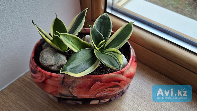 Сансевиерия Крео яркий миниатюрный сорт Алматы - изображение 1