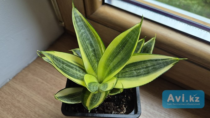 Сансевиерия Голден Хани яркий миниатюрный сорт Алматы - изображение 1