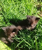 Котята в добрые руки Алматы