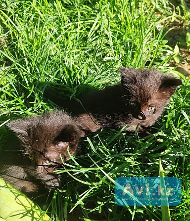 Котята в добрые руки Алматы - изображение 1