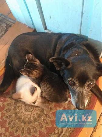 Лучшие котята Долгой деревни Усть-Каменогорск - изображение 1