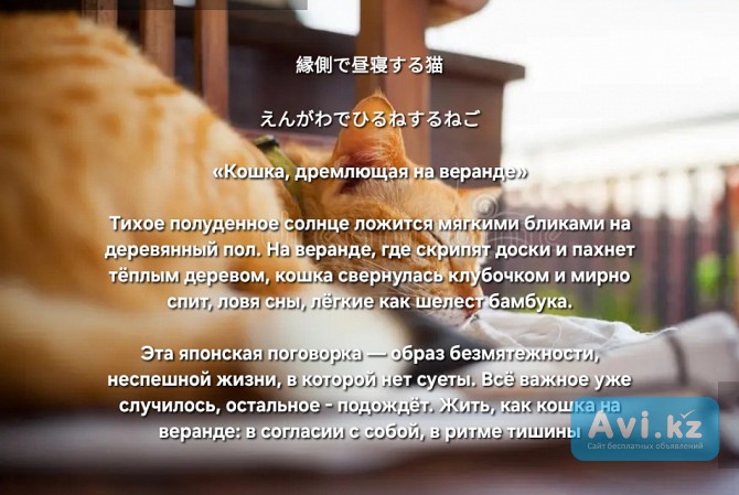 Рыжик ждёт маму Алматы - изображение 1