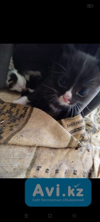 Отдам котят в добрые руки Караганда - изображение 1