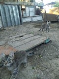 Срочно отдам котят в добрые руки Алматы