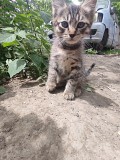 Срочно отдам котят в добрые руки Алматы