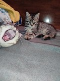 Срочно отдам котят в добрые руки Алматы