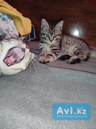Срочно отдам котят в добрые руки Алматы - изображение 1