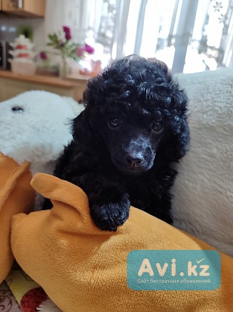 Элитные щенки Той-пуделя "черный бриллиант" Алматы - изображение 1