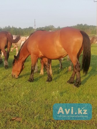 Продам лошадей 13 голов Другой город России - изображение 1