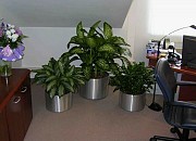 Флорист в Алматы профессиональный уход за комнатными растениями дома и в офисе Алматы