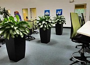 Флорист в Алматы профессиональный уход за комнатными растениями дома и в офисе Алматы