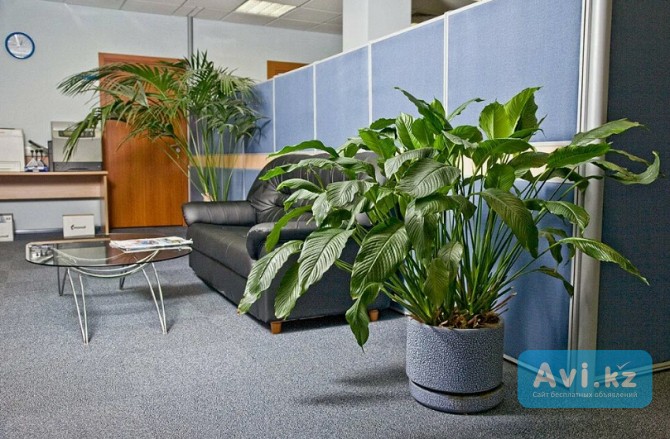 Флорист в Алматы профессиональный уход за комнатными растениями дома и в офисе Алматы - изображение 1