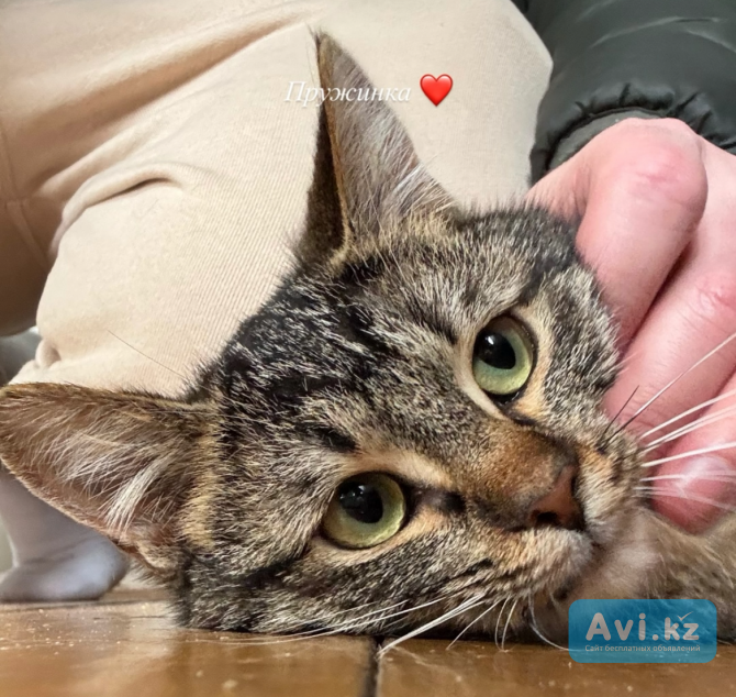 Кошка в добрые руки Алматы - изображение 1