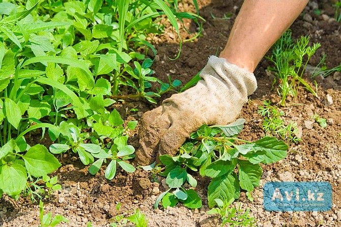Прополка огорода вручную Семей - изображение 1