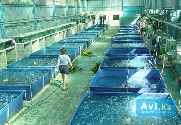 Бассейны для разведения рыбы, раков и т. д Усть-Каменогорск - изображение 1