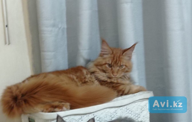 Продам мейнкуна Алматы - изображение 1