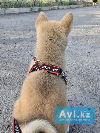 Щенки Акита ину 2 месяца Алматы - изображение 1