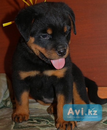 Щенки ротвейлера Костанай - изображение 1