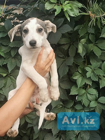 8 Щенят ищут добрых хозяев Караганда - изображение 1