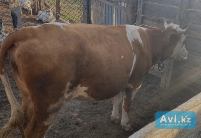 Продам корову 1, 5 лет Актобе - изображение 1