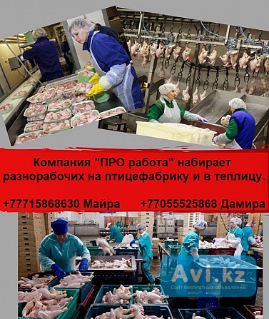 Компания Про работа набирает разнорабочих на работу в птицефабрику и теплицу Алматы - изображение 1