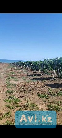 Виноградная плантация Шымкент - изображение 1