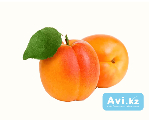 Самарканд абрикосы Туркестанская область - изображение 1