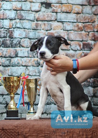 Американский питбультерьер Алматы - изображение 1