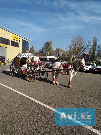 Аренда кареты, пони, лошадей Алматы - изображение 1