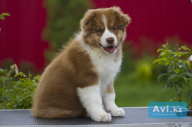 Австралийская овчарка, чистокровные Шоу Рабочие Другой город России - изображение 1